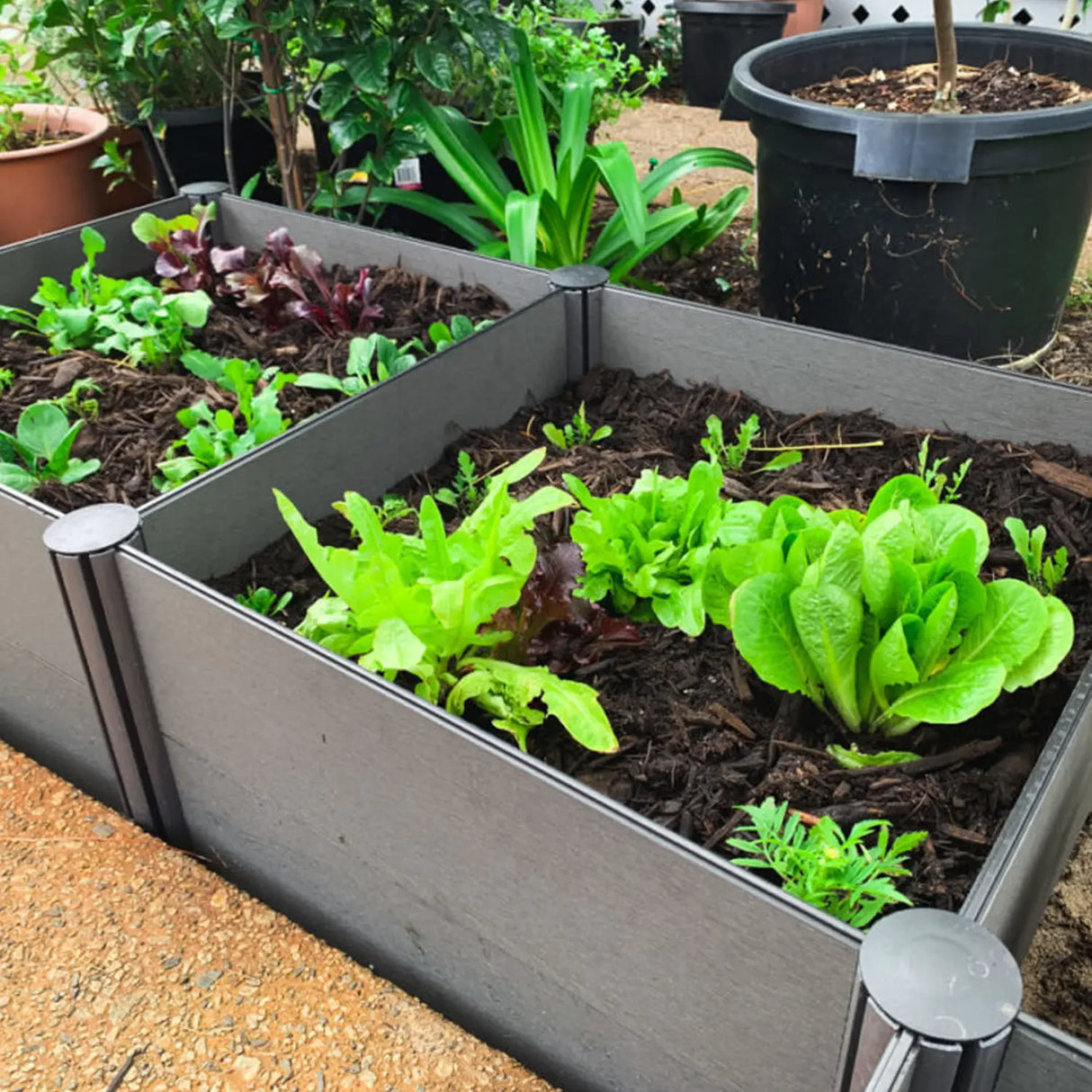 Holman Raised Garden Bed RGB1505 – 500×500×150 mm Modular Bed with Irrigation Kit