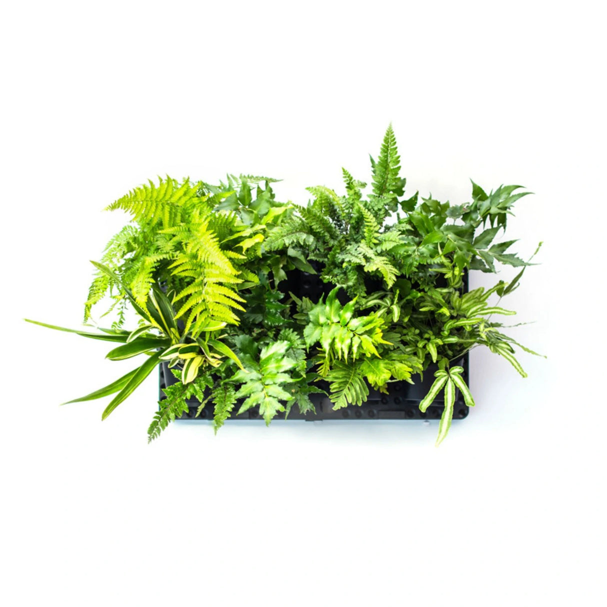 Holman GreenWall Vertical Planting Kit