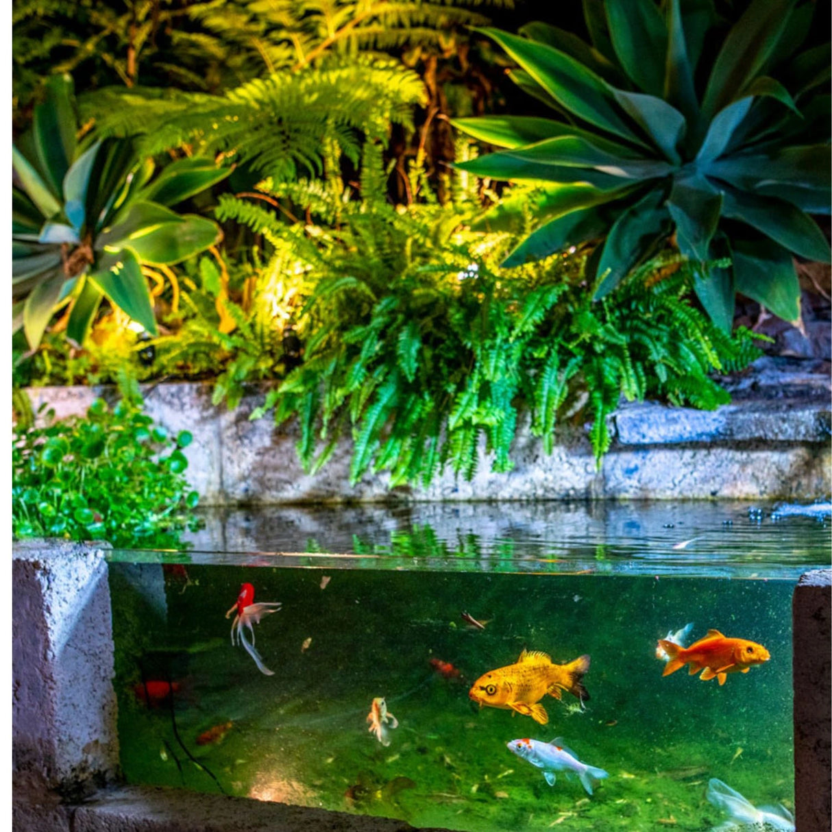 Holman Warm White Pond Light Kit – 3× 1W